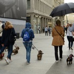 Foto Nicoloro G.   26/05/2019    Milano   Raduno di cani bassotti per una ' Sausage walk ' in pratica una passeggiata con i loro padroni. nella foto alcuni dei tantissimi bassotti presenti al raduno.
