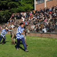 Foto Nicoloro G. 09/04/2012 Fontanelice ( BO) Cinquantaseiesima edizione della tradizionale " Sagra della pie' fretta ", cioe' della " pizza fritta ", che si tiene nella cittadina di Fontanelice ogni lunedi' di Pasqua e che oltre alle consuete bancarelle offre anche una divertente corsa di asini. nella foto Concorrenti durante la corsa
