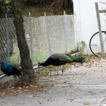 Foto Nicoloro G.   14/10/2020   Ravenna   Nella localita\' balneare di Punta Marina di Ravenna si fanno i conti con una invasione di pavoni che hanno preso possesso della zona scorazzando per strada, su tetti, cornicioni, balconi, giardini. nella foto alcuni esemplari di pavoni.
