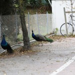 Foto Nicoloro G.   14/10/2020   Ravenna   Nella localita\' balneare di Punta Marina di Ravenna si fanno i conti con una invasione di pavoni che hanno preso possesso della zona scorazzando per strada, su tetti, cornicioni, balconi, giardini. nella foto alcuni esemplari di pavoni.
