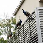 Foto Nicoloro G.   14/10/2020   Ravenna   Nella localita\' balneare di Punta Marina di Ravenna si fanno i conti con una invasione di pavoni che hanno preso possesso della zona scorazzando per strada, su tetti, cornicioni, balconi, giardini. nella foto alcuni esemplari di pavoni.
