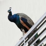 Foto Nicoloro G.   14/10/2020   Ravenna   Nella localita\' balneare di Punta Marina di Ravenna si fanno i conti con una invasione di pavoni che hanno preso possesso della zona scorazzando per strada, su tetti, cornicioni, balconi, giardini. nella foto un esemplare di pavone.