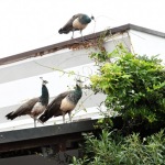 Foto Nicoloro G.   14/10/2020   Ravenna   Nella localita\' balneare di Punta Marina di Ravenna si fanno i conti con una invasione di pavoni che hanno preso possesso della zona scorazzando per strada, su tetti, cornicioni, balconi, giardini. nella foto alcuni esemplari di pavoni.