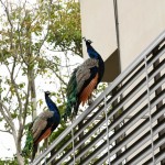 Foto Nicoloro G.   14/10/2020   Ravenna   Nella localita\' balneare di Punta Marina di Ravenna si fanno i conti con una invasione di pavoni che hanno preso possesso della zona scorazzando per strada, su tetti, cornicioni, balconi, giardini. nella foto alcuni esemplari di pavoni.