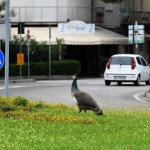 Foto Nicoloro G.   14/10/2020   Ravenna   Nella localita\' balneare di Punta Marina di Ravenna si fanno i conti con una invasione di pavoni che hanno preso possesso della zona scorazzando per strada, su tetti, cornicioni, balconi, giardini. nella foto un esemplare di pavone.