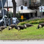 Foto Nicoloro G.   14/10/2020   Ravenna   Nella localita' balneare di Punta Marina di Ravenna si fanno i conti con una invasione di pavoni che hanno preso possesso della zona scorazzando per strada, su tetti, cornicioni, balconi, giardini. nella foto alcuni esemplari di pavoni.