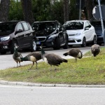 Foto Nicoloro G.   14/10/2020   Ravenna   Nella localita' balneare di Punta Marina di Ravenna si fanno i conti con una invasione di pavoni che hanno preso possesso della zona scorazzando per strada, su tetti, cornicioni, balconi, giardini. nella foto alcuni esemplari di pavoni.