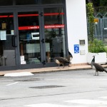 Foto Nicoloro G.   14/10/2020   Ravenna   Nella localita' balneare di Punta Marina di Ravenna si fanno i conti con una invasione di pavoni che hanno preso possesso della zona scorazzando per strada, su tetti, cornicioni, balconi, giardini. nella foto alcuni esemplari di pavoni.