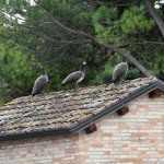 Foto Nicoloro G.   14/10/2020   Ravenna   Nella localita' balneare di Punta Marina di Ravenna si fanno i conti con una invasione di pavoni che hanno preso possesso della zona scorazzando per strada, su tetti, cornicioni, balconi, giardini. nella foto alcuni esemplari di pavoni.