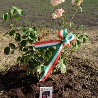 Foto Nicoloro G. 04/08/2017 Mandriole ( Ravenna ) Commemorazione della morte di Anita Garibaldi avvenuta il 04/08/1849 nella Fattoria Guiccioli in localita' Mandriole. nella foto piantata una nuova specie di rosa intitolata ad Anita.