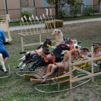 Foto Nicoloro G. 09/09/2017 Ravenna Primo raduno nazionale \' Cavalli a dondolo \'. Un\' iniziativa culturale e ludico-ricreativa nata per promuovere la cultura del gioco. nella foto alcuni cavalli a dondolo esposti e a disposizione dei bambini.