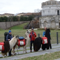 Foto Nicoloro G. 10/03/2018 Ravenna Fa tappa a Ravenna il pellegrinaggio che lungo l' antica via Romea portera' tre pellegrini, provenienti da Bolzano e accompagnati da tre lama, a Roma dove, l' 11 aprile prossimo, saranno all' udienza del Pontefice e gli porteranno in dono una papalina e un paio di calzettoni fatti a mano con lana di alpaca. nella foto i tre pellegrini da sinistra Thomas Mohr, Walter Mair e Thomas Burger con i tre lama davanti al Mausoleo di Teodorico.
