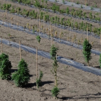 Foto Nicoloro G. 13/06/2012 Rovigo Il CRA, Centro di Ricerche in Agricoltura, e’ l’ unico in Italia ad essere autorizzato alla coltivazione dei cannabinoidi, sia quelli che hanno effetti psicotropi che quelli non psicoattivi, per fini di ricerca e ad uso terapeutico. In italia si stima che migliaia di pazienti, contro il centinaio rilevato ufficialmente, fanno uso di cannabis terapeutica ricorrendo all’ auto-coltivazione o al mercato nero. nella foto Campi coltivati