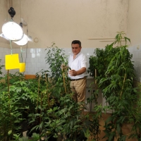 Foto Nicoloro G. 13/06/2012 Rovigo Il CRA, Centro di Ricerche in Agricoltura, e’ l’ unico in Italia ad essere autorizzato alla coltivazione dei cannabinoidi, sia quelli che hanno effetti psicotropi che quelli non psicoattivi, per fini di ricerca e ad uso terapeutico. In italia si stima che migliaia di pazienti, contro il centinaio rilevato ufficialmente, fanno uso di cannabis terapeutica ricorrendo all’ auto-coltivazione o al mercato nero. nella foto Gianpaolo Grassi