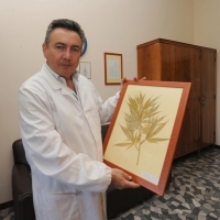 Foto Nicoloro G. 13/06/2012 Rovigo Il CRA, Centro di Ricerche in Agricoltura, e’ l’ unico in Italia ad essere autorizzato alla coltivazione dei cannabinoidi, sia quelli che hanno effetti psicotropi che quelli non psicoattivi, per fini di ricerca e ad uso terapeutico. In italia si stima che migliaia di pazienti, contro il centinaio rilevato ufficialmente, fanno uso di cannabis terapeutica ricorrendo all’ auto-coltivazione o al mercato nero. nella foto Gianpaolo Grassi