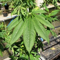 Foto Nicoloro G. 13/06/2012 Rovigo Il CRA, Centro di Ricerche in Agricoltura, e’ l’ unico in Italia ad essere autorizzato alla coltivazione dei cannabinoidi, sia quelli che hanno effetti psicotropi che quelli non psicoattivi, per fini di ricerca e ad uso terapeutico. In italia si stima che migliaia di pazienti, contro il centinaio rilevato ufficialmente, fanno uso di cannabis terapeutica ricorrendo all’ auto-coltivazione o al mercato nero. nella foto Foglia di pianta di cannabis