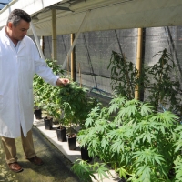 Foto Nicoloro G. 13/06/2012 Rovigo Il CRA, Centro di Ricerche in Agricoltura, e’ l’ unico in Italia ad essere autorizzato alla coltivazione dei cannabinoidi, sia quelli che hanno effetti psicotropi che quelli non psicoattivi, per fini di ricerca e ad uso terapeutico. In italia si stima che migliaia di pazienti, contro il centinaio rilevato ufficialmente, fanno uso di cannabis terapeutica ricorrendo all’ auto-coltivazione o al mercato nero. nella foto Gianpaolo Grassi