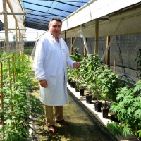 Foto Nicoloro G. 13/06/2012 Rovigo Il CRA, Centro di Ricerche in Agricoltura, e’ l’ unico in Italia ad essere autorizzato alla coltivazione dei cannabinoidi, sia quelli che hanno effetti psicotropi che quelli non psicoattivi, per fini di ricerca e ad uso terapeutico. In italia si stima che migliaia di pazienti, contro il centinaio rilevato ufficialmente, fanno uso di cannabis terapeutica ricorrendo all’ auto-coltivazione o al mercato nero. nella foto Gianpaolo Grassi