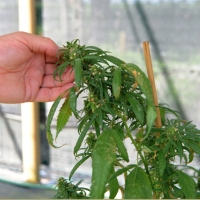 Foto Nicoloro G. 13/06/2012 Rovigo Il CRA, Centro di Ricerche in Agricoltura, e’ l’ unico in Italia ad essere autorizzato alla coltivazione dei cannabinoidi, sia quelli che hanno effetti psicotropi che quelli non psicoattivi, per fini di ricerca e ad uso terapeutico. In italia si stima che migliaia di pazienti, contro il centinaio rilevato ufficialmente, fanno uso di cannabis terapeutica ricorrendo all’ auto-coltivazione o al mercato nero. nella foto Pianta di cannabis con semi