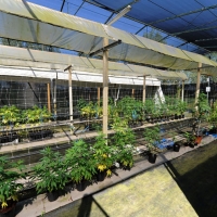 Foto Nicoloro G. 13/06/2012 Rovigo Il CRA, Centro di Ricerche in Agricoltura, e’ l’ unico in Italia ad essere autorizzato alla coltivazione dei cannabinoidi, sia quelli che hanno effetti psicotropi che quelli non psicoattivi, per fini di ricerca e ad uso terapeutico. In italia si stima che migliaia di pazienti, contro il centinaio rilevato ufficialmente, fanno uso di cannabis terapeutica ricorrendo all’ auto-coltivazione o al mercato nero. nella foto Interno di una serra