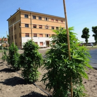 Foto Nicoloro G. 13/06/2012 Rovigo Il CRA, Centro di Ricerche in Agricoltura, e’ l’ unico in Italia ad essere autorizzato alla coltivazione dei cannabinoidi, sia quelli che hanno effetti psicotropi che quelli non psicoattivi, per fini di ricerca e ad uso terapeutico. In italia si stima che migliaia di pazienti, contro il centinaio rilevato ufficialmente, fanno uso di cannabis terapeutica ricorrendo all’ auto-coltivazione o al mercato nero. nella foto Piante di cannabis