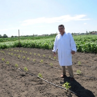 Foto Nicoloro G. 13/06/2012 Rovigo Il CRA, Centro di Ricerche in Agricoltura, e’ l’ unico in Italia ad essere autorizzato alla coltivazione dei cannabinoidi, sia quelli che hanno effetti psicotropi che quelli non psicoattivi, per fini di ricerca e ad uso terapeutico. In italia si stima che migliaia di pazienti, contro il centinaio rilevato ufficialmente, fanno uso di cannabis terapeutica ricorrendo all’ auto-coltivazione o al mercato nero. nella foto Gianpaolo Grassi