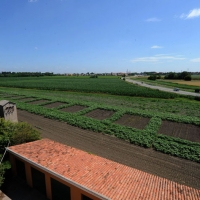Foto Nicoloro G. 13/06/2012 Rovigo Il CRA, Centro di Ricerche in Agricoltura, e’ l’ unico in Italia ad essere autorizzato alla coltivazione dei cannabinoidi, sia quelli che hanno effetti psicotropi che quelli non psicoattivi, per fini di ricerca e ad uso terapeutico. In italia si stima che migliaia di pazienti, contro il centinaio rilevato ufficialmente, fanno uso di cannabis terapeutica ricorrendo all’ auto-coltivazione o al mercato nero. nella foto Campi coltivati