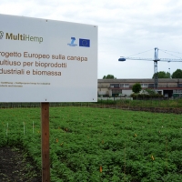 Foto Nicoloro G. 17/05/2013 Rovigo Il CRA di Rovigo, Centro di Ricerca in Agricoltura, in occasione della seconda giornata internazionale del ” Fascination of plants day ” ha organizzato una giornata dal titolo ” La canapa: una possibilità per migliorare la nostra vita “. Il Centro, infatti, da più di un decennio coltiva e studia la canapa nei suoi diversi aspetti agricoli, farmaceutici, alimentari e in questa giornata di divulgazione ne mette in mostra le due opposte facce : una antica, sana ed utile, l’ altra più moderna, voluttuosa, tossica, illegale. nella foto Campo di coltivazione sperimentale