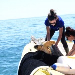 Foto Nicoloro G.   26/05/2022   Marina di Ravenna (RA)   Attivo dal 2016 il Cestha ( Centro sperimentale per la tutela degli habitat ) e\' un ente di ricerca che ha come missione il recupero della fauna ittica e la protezione ambientale. In particolare si occupa della cura delle tartarughe spiaggiate o finite nelle reti dei pescatori o peggio ferite dalle eliche dei motori delle barche. nella foto il momento in cui la tartaruga viene liberata in mare aperto.
