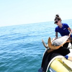 Foto Nicoloro G.   26/05/2022   Marina di Ravenna (RA)   Attivo dal 2016 il Cestha ( Centro sperimentale per la tutela degli habitat ) e\' un ente di ricerca che ha come missione il recupero della fauna ittica e la protezione ambientale. In particolare si occupa della cura delle tartarughe spiaggiate o finite nelle reti dei pescatori o peggio ferite dalle eliche dei motori delle barche. nella foto il momento in cui la tartaruga viene liberata in mare aperto.