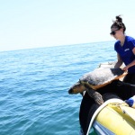 Foto Nicoloro G.   26/05/2022   Marina di Ravenna (RA)   Attivo dal 2016 il Cestha ( Centro sperimentale per la tutela degli habitat ) e\' un ente di ricerca che ha come missione il recupero della fauna ittica e la protezione ambientale. In particolare si occupa della cura delle tartarughe spiaggiate o finite nelle reti dei pescatori o peggio ferite dalle eliche dei motori delle barche. nella foto il momento in cui la tartaruga viene liberata in mare aperto.
