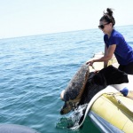 Foto Nicoloro G.   26/05/2022   Marina di Ravenna (RA)   Attivo dal 2016 il Cestha ( Centro sperimentale per la tutela degli habitat ) e\' un ente di ricerca che ha come missione il recupero della fauna ittica e la protezione ambientale. In particolare si occupa della cura delle tartarughe spiaggiate o finite nelle reti dei pescatori o peggio ferite dalle eliche dei motori delle barche. nella foto il momento in cui la tartaruga viene liberata in mare aperto.