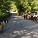 Foto Nicoloro G.   07/07/2023   Anversa degli Abruzzi (AQ)   Come ogni anno da secoli si ripete la pratica della transumanza ossia la migrazione di greggi e mandrie dai pascoli di pianura verso quelli di montagna. La transumanza e\' considerata \'\' patrimonio immateriale dell\' Unesco \'\'. nella foto un gregge di capre lungo il percorso che le portera\' in montagna dove resteranno fino all\' autunno per poi ritornare in pianura.