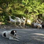 Foto Nicoloro G.   07/07/2023   Anversa degli Abruzzi (AQ)   Come ogni anno da secoli si ripete la pratica della transumanza ossia la migrazione di greggi e mandrie dai pascoli di pianura verso quelli di montagna. La transumanza e\' considerata \'\' patrimonio immateriale dell\' Unesco \'\'. nella foto un gregge di capre lungo il percorso che le portera\' in montagna dove resteranno fino all\' autunno per poi ritornare in pianura.