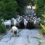 Foto Nicoloro G.   07/07/2023   Anversa degli Abruzzi (AQ)   Come ogni anno da secoli si ripete la pratica della transumanza ossia la migrazione di greggi e mandrie dai pascoli di pianura verso quelli di montagna. La transumanza e\' considerata \'\' patrimonio immateriale dell\' Unesco \'\'. nella foto un gregge di capre lungo il percorso che le portera\' in montagna dove resteranno fino all\' autunno per poi ritornare in pianura.