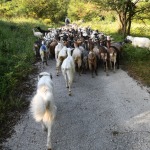 Foto Nicoloro G.   07/07/2023   Anversa degli Abruzzi (AQ)   Come ogni anno da secoli si ripete la pratica della transumanza ossia la migrazione di greggi e mandrie dai pascoli di pianura verso quelli di montagna. La transumanza e\' considerata \'\' patrimonio immateriale dell\' Unesco \'\'. nella foto un gregge di capre lungo il percorso che le portera\' in montagna dove resteranno fino all\' autunno per poi ritornare in pianura.