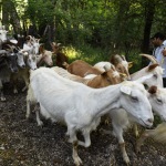 Foto Nicoloro G.   07/07/2023   Anversa degli Abruzzi (AQ)   Come ogni anno da secoli si ripete la pratica della transumanza ossia la migrazione di greggi e mandrie dai pascoli di pianura verso quelli di montagna. La transumanza e' considerata '' patrimonio immateriale dell' Unesco ''. nella foto un gregge di capre lungo il percorso che le portera' in montagna dove resteranno fino all' autunno per poi ritornare in pianura.