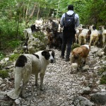 Foto Nicoloro G.   07/07/2023   Anversa degli Abruzzi (AQ)   Come ogni anno da secoli si ripete la pratica della transumenza ossia la migrazione di greggi e mandrie dai pascoli di pianura verso quelli di montagna. La transumanza e' considerata '' patrimonio immateriale dell' Unesco ''. nella foto la collaborazione tra pastori e cani fa in modo che tutto vada nel migliore dei modi.