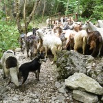 Foto Nicoloro G.   07/07/2023   Anversa degli Abruzzi (AQ)   Come ogni anno da secoli si ripete la pratica della transumanza ossia la migrazione di greggi e mandrie dai pascoli di pianura verso quelli di montagna. La transumanza e' considerata '' patrimonio immateriale dell' Unesco ''. nella foto un gregge di capre lungo il percorso che le portera' in montagna dove resteranno fino all' autunno per poi ritornare in pianura.