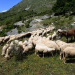 Foto Nicoloro G.   07/07/2023   Anversa degli Abruzzi (AQ)   Come ogni anno da secoli si ripete la pratica della transumanza ossia la migrazione di greggi e mandrie dai pascoli di pianura verso quelli di montagna. La transumanza e' considerata '' patrimonio immateriale dell' Unesco ''. nella foto un gregge di pecore lungo il percorso che le portera' in montagna dove resteranno fino all' autunno per poi ritornare in pianura.