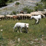 Foto Nicoloro G.   07/07/2023   Anversa degli Abruzzi (AQ)   Come ogni anno da secoli si ripete la pratica della transumanza ossia la migrazione di greggi e mandrie dai pascoli di pianura verso quelli di montagna. La transumanza e' considerata '' patrimonio immateriale dell' Unesco ''. nella foto un gregge di pecore lungo il percorso che le portera' in montagna dove resteranno fino all' autunno per poi ritornare in pianura.
