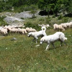 Foto Nicoloro G.   07/07/2023   Anversa degli Abruzzi (AQ)   Come ogni anno da secoli si ripete la pratica della transumanza ossia la migrazione di greggi e mandrie dai pascoli di pianura verso quelli di montagna. La transumanza e' considerata '' patrimonio immateriale dell' Unesco ''. nella foto un gregge di pecore lungo il percorso che le portera' in montagna dove resteranno fino all' autunno per poi ritornare in pianura.