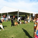 16/09/2023   Lido delle Nazioni  (Fe)   Manifestazione canina Bullyganza. E' uno showdog, che da molti anni viene organizzato con successo negli Stati Uniti, e che per due giorni ha animato una location di Lido delle Nazioni (Fe). Allevatori e proprietari, provenienti da diversi paesi europei, si sottopongono al qualificato e attento esame di giudici americani con il preciso intento di dare visibilita' e salvaguardare talune razze di cani di particolare pregio ed interesse. Accurati test sulle qualita' e condizioni fisiche, sulle attitudini nel passo e nella corsa e nel portamento determinano, alla fine, una graduatoria che premia i migliori esemplari per razza e categoria. nella foto in fila per sottoporsi ad un test.