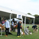 16/09/2023   Lido delle Nazioni  (Fe)   Manifestazione canina Bullyganza. E' uno showdog, che da molti anni viene organizzato con successo negli Stati Uniti, e che per due giorni ha animato una location di Lido delle Nazioni (Fe). Allevatori e proprietari, provenienti da diversi paesi europei, si sottopongono al qualificato e attento esame di giudici americani con il preciso intento di dare visibilita' e salvaguardare talune razze di cani di particolare pregio ed interesse. Accurati test sulle qualita' e condizioni fisiche, sulle attitudini nel passo e nella corsa e nel portamento determinano, alla fine, una graduatoria che premia i migliori esemplari per razza e categoria. nella foto in fila per sottoporsi ad un test.