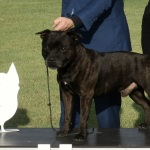 Foto Nicoloro G.   16/09/2023   Lido delle Nazioni  (Fe)   Manifestazione canina Bullyganza. E\' uno showdog, che da molti anni viene organizzato con successo negli Stati Uniti, e che per due giorni ha animato una location di Lido delle Nazioni (Fe). Allevatori e proprietari, provenienti da diversi paesi europei, si sottopongono al qualificato e attento esame di giudici americani con il preciso intento di dare visibilita\' e salvaguardare talune razze di cani di particolare pregio ed interesse. Accurati test sulle qualita\' e condizioni fisiche, sulle attitudini nel passo e nella corsa e nel portamento determinano, alla fine, una graduatoria che premia i migliori esemplari per razza e categoria. nella foto il primo in assoluto e\' uno Srafford shire bull terrier.