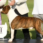 Foto Nicoloro G.   16/09/2023   Lido delle Nazioni  (Fe)   Manifestazione canina Bullyganza. E\' uno showdog, che da molti anni viene organizzato con successo negli Stati Uniti, e che per due giorni ha animato una location di Lido delle Nazioni (Fe). Allevatori e proprietari, provenienti da diversi paesi europei, si sottopongono al qualificato e attento esame di giudici americani con il preciso intento di dare visibilita\' e salvaguardare talune razze di cani di particolare pregio ed interesse. Accurati test sulle qualita\' e condizioni fisiche, sulle attitudini nel passo e nella corsa e nel portamento determinano, alla fine, una graduatoria che premia i migliori esemplari per razza e categoria. nella foto il migliore nella categoria junior e\' un Amstaff.