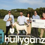Foto Nicoloro G.   16/09/2023   Lido delle Nazioni  (Fe)   Manifestazione canina Bullyganza. E\' uno showdog, che da molti anni viene organizzato con successo negli Stati Uniti, e che per due giorni ha animato una location di Lido delle Nazioni (Fe). Allevatori e proprietari, provenienti da diversi paesi europei, si sottopongono al qualificato e attento esame di giudici americani con il preciso intento di dare visibilita\' e salvaguardare talune razze di cani di particolare pregio ed interesse. Accurati test sulle qualita\' e condizioni fisiche, sulle attitudini nel passo e nella corsa e nel portamento determinano, alla fine, una graduatoria che premia i migliori esemplari per razza e categoria. nella foto il migliore tra i cani d\' allevamento e\' un Bull Terrier.