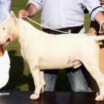 Foto Nicoloro G.   16/09/2023   Lido delle Nazioni  (Fe)   Manifestazione canina Bullyganza. E\' uno showdog, che da molti anni viene organizzato con successo negli Stati Uniti, e che per due giorni ha animato una location di Lido delle Nazioni (Fe). Allevatori e proprietari, provenienti da diversi paesi europei, si sottopongono al qualificato e attento esame di giudici americani con il preciso intento di dare visibilita\' e salvaguardare talune razze di cani di particolare pregio ed interesse. Accurati test sulle qualita\' e condizioni fisiche, sulle attitudini nel passo e nella corsa e nel portamento determinano, alla fine, una graduatoria che premia i migliori esemplari per razza e categoria. nella foto il migliore tra i cani d\' allevamento e\' un Bull Terrier.