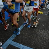 Foto Nicoloro G.   09/11/2014   Ravenna    Sedicesima edizione della " Maratona Internazionale Ravenna Città  d Arte ". nella foto lungo il percorso.