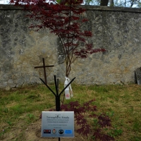 Foto Nicoloro G.   25/04/2014  Marzabotto ( Bologna )   Si celebra nella cittadina medaglia d' oro al Valore Militare la Festa della LIberazione con la partecipazione del presidente della Camera. nella foto interno del cimitero di Monte Sole con un alberello piantato in onore di Teresa Sarti Strada, fondatrice di Emergency, l' anno scorso dalla figlia Cecilia a ricordo della madre morta.